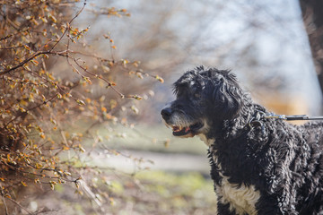 Mixed breed dog in nature