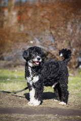 Mixed breed dog in nature