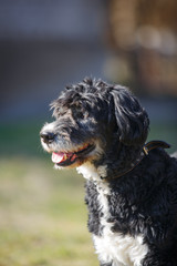 Mixed breed dog in nature