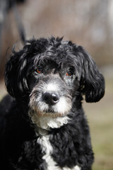 Mixed breed dog in nature