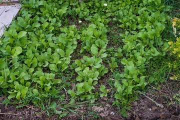 Piante di Ravanelli, campo coltivato, agricoltura