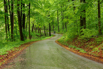 Green forest with pathway