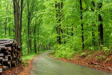 Green forest with pathway