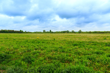 Fototapeta na wymiar Green pastures