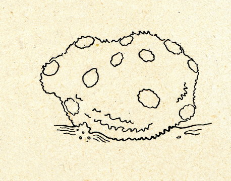 Bath sponge (Spongia officinalis)