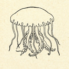 Obraz premium Jellyfish 