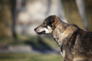 Mixed breed dog in nature