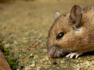 Close up of the Wood Mouse (Apodemus sylvaticus)