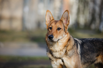 Mixed breed dog in nature
