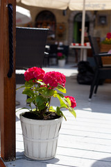 outdoor flowers in pot © Happy Moments 