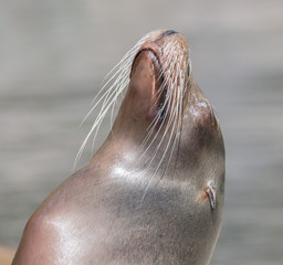 Basking Sea Lion