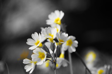 Gelb-weiße Blumen in der Wiese