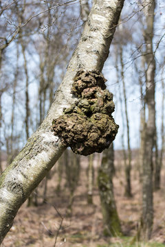 Fototapeta Burl in a birch tree