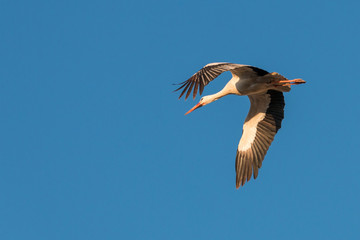 White stork flying overhead
