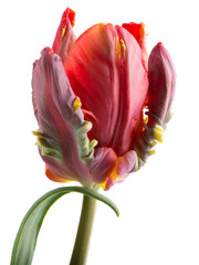 Tulip red and green Rococo with leaf