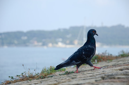 Pigeon France 1