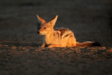 Black-backed Jackal  in early morning light, Kalahari desert