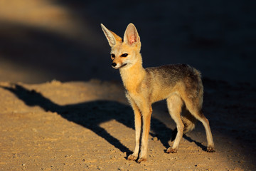 Cape fox