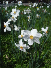 White daffodils in flowerbed in park