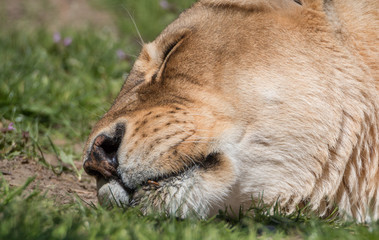 Sleeping Lioness