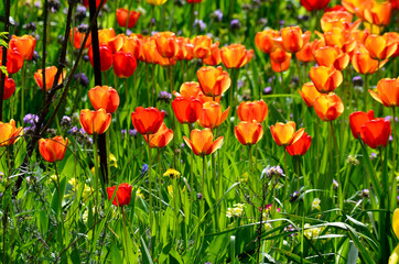 Fototapeta Kwitnące tulipany na działce ogród obraz