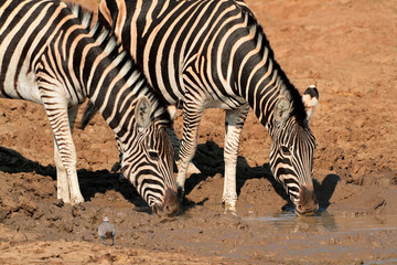 Fototapeta na wymiar Plains Zebras drinking water, Pilanesberg National Park