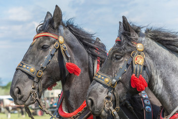 Horses pair. 