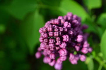 lilak pospolity kwiaty