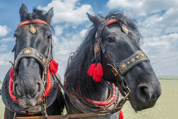 Horses pair