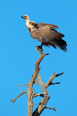 A white-backed vulture on a branch against a blue sky