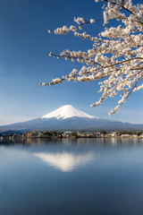 Sakura in Kawaguchiko Japan 