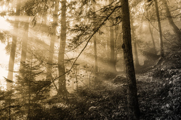 mystischer herbstlicher Nebelwald