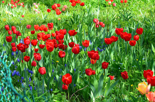 Kwitnące tulipany na działce ogród