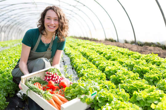 Young attractive woman harvesting vegetable in a greenhouse