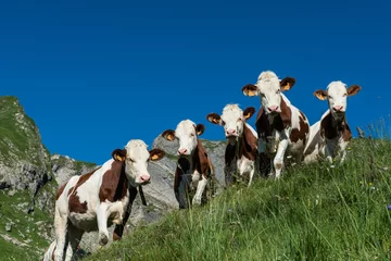 Keuken foto achterwand Koe Cows in a high mountain pasture