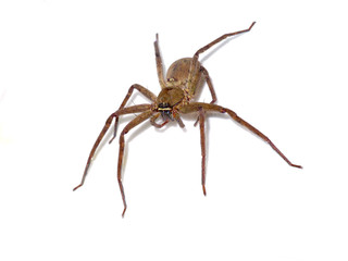 Brown spider.