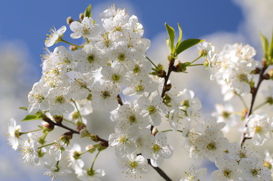 Fototapeta Piękne delikatne kwiaty kwitnącej wiśni na tle nieba
