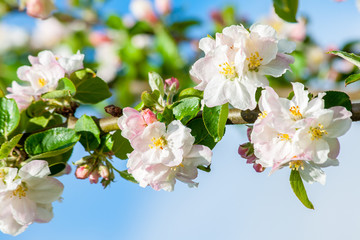 pink and white flowering blossoms of an apple tree