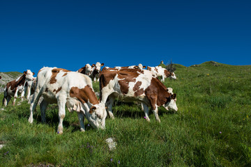 Fototapeta na wymiar Cows in a high mountain pasture