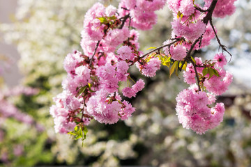 pink flowers of sakura branches