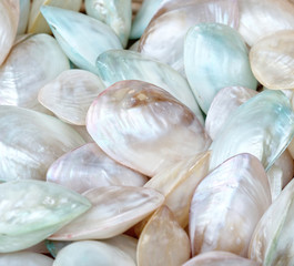 decorative shell at market