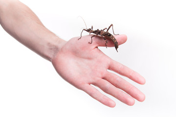Phasmatodea - stick insect on human hand