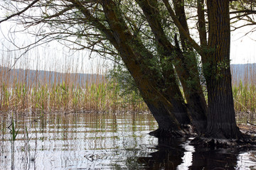 lago vico canne 2