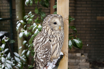 De Oeraluil zit in de sneeuw