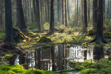 Foto op Plexiglas Natural coniferous stand of Bialowieza Forest Landscape Reserve © Aleksander Bolbot
