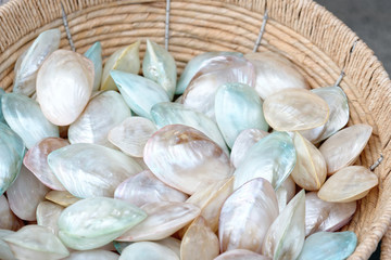 decorative shell at market