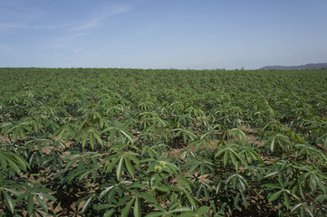 farm field walkway tree plant soil argriculture farmer job conce