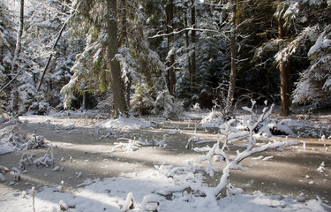 Trees snow wrapped blizzard after