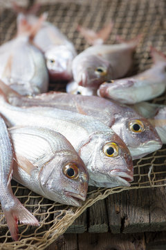 Fish