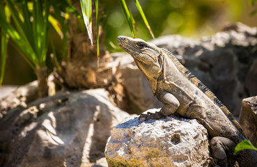Mexican Iguana